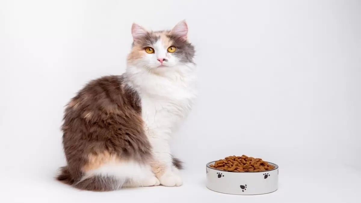 Best Cat Foods To Buy To Keep Your Canin Happy And Healthy!