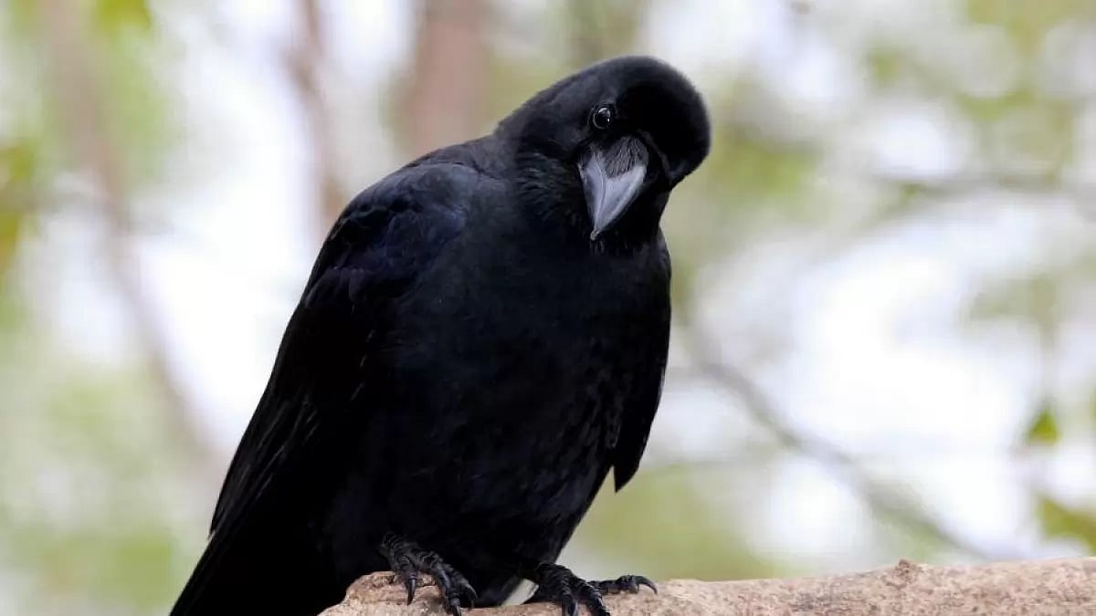 4 Spiritual Meanings Of Crows And Symbolism