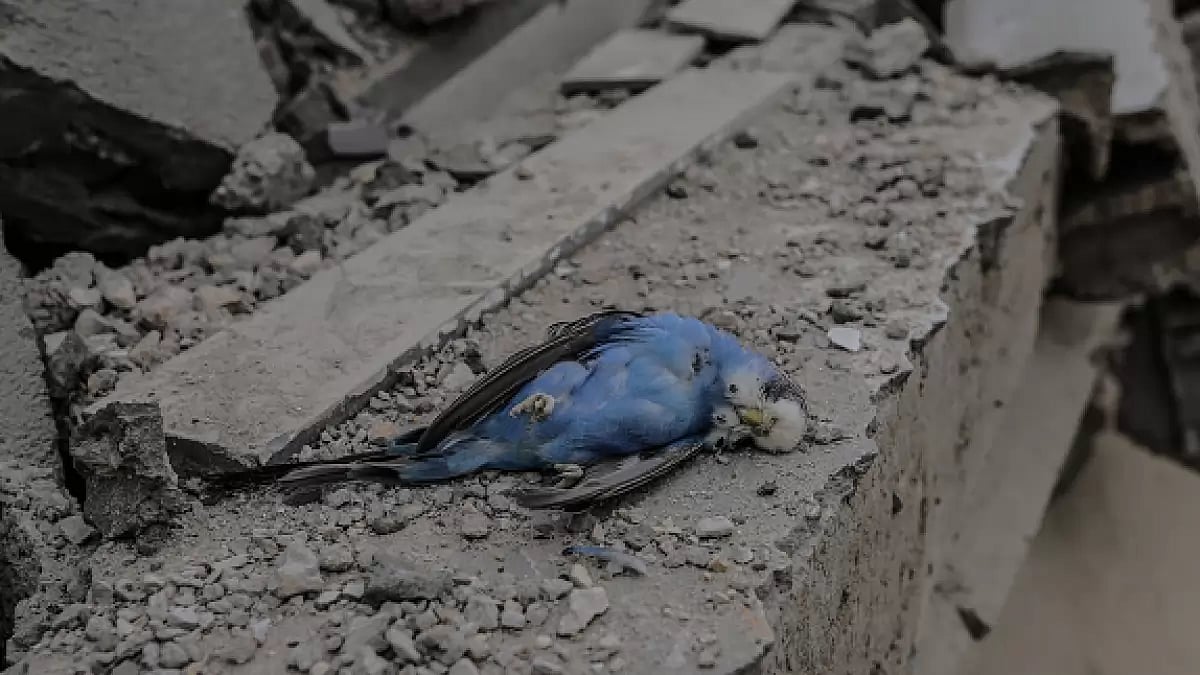 A dead bird is seen among the rubble after Israeli airstrikes in Gaza City - null