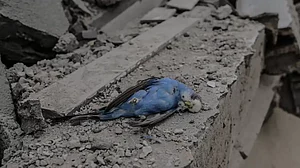 A dead bird is seen among the rubble after Israeli airstrikes in Gaza City