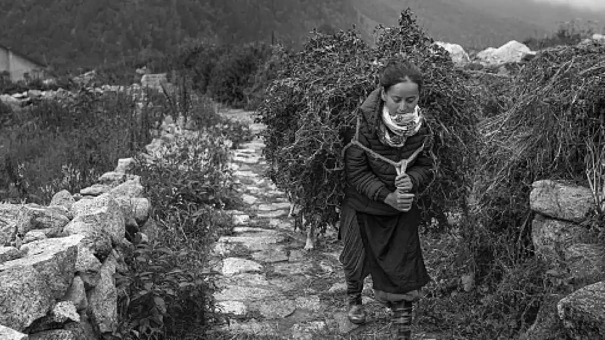 A woman carries heavy bundle of cattle fodder up steep slope in Himalayas, Chitkul, Himachal Pradesh