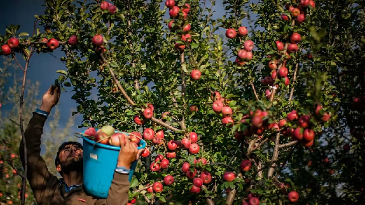 A Kashmiri farmer pick fresh apples from a tree in an orchard during harvesting season