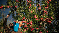 A Kashmiri farmer pick fresh apples from a tree in an orchard during harvesting season