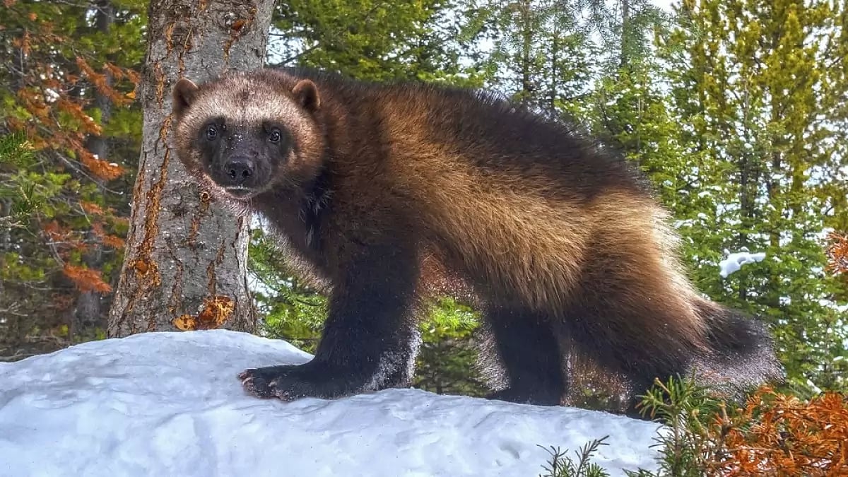 Wolverine Designated as Threatened Species in the US Due to Climate Change Concerns