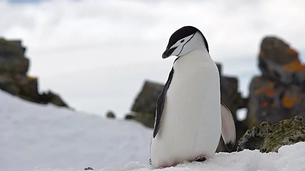 Cute Antarctic Chinstrap Penguins Exhibit Extreme Sleep Behavior