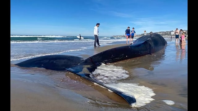 52Ft Long Whale Found Dead Ashore Pacific Beach, Investigation By NOAA Researchers Going On