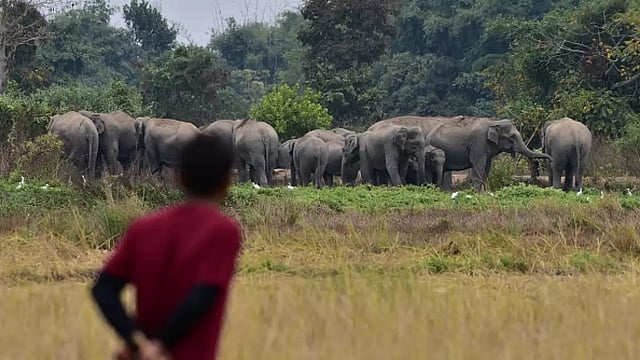 Deforestation, Mindless Mining Behind Augmenting An Already Grave Human-Elephant Conflict