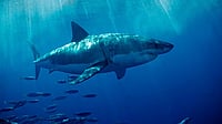 Raj Shekhar Aich’s book ‘Iridescent Skin’ is a mix of memoir and anthropological record of sharks.