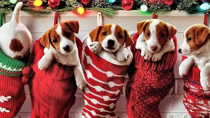 Pets during Christmas