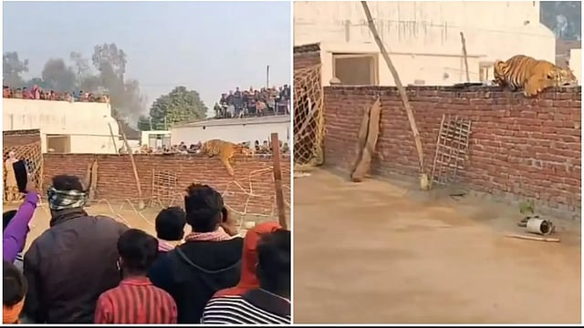 Tiger Strays Into Village in UP's Pilibhit, Tranquilised by Forest Officers | WATCH