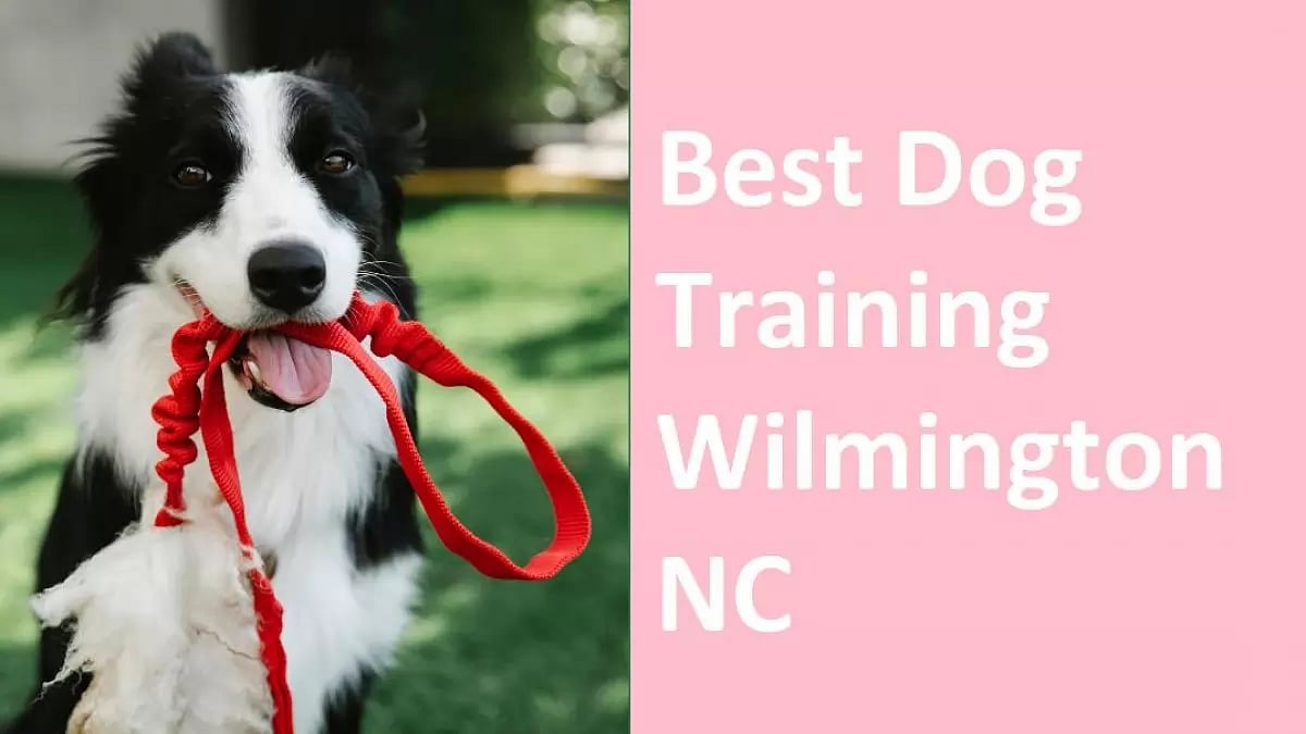 Best Dog Training 