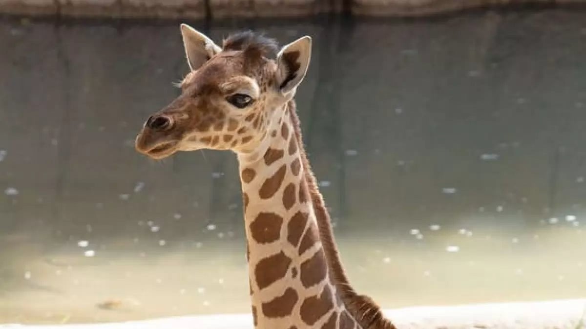 Dallas zoo euthanizes giraffe after jaw injury.