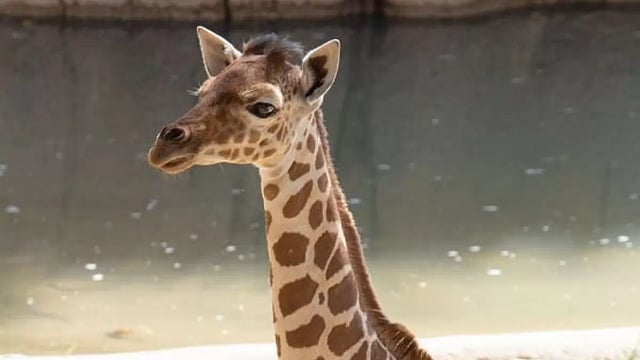 Dallas Zoo Euthanizes Giraffe After Jaw Injury