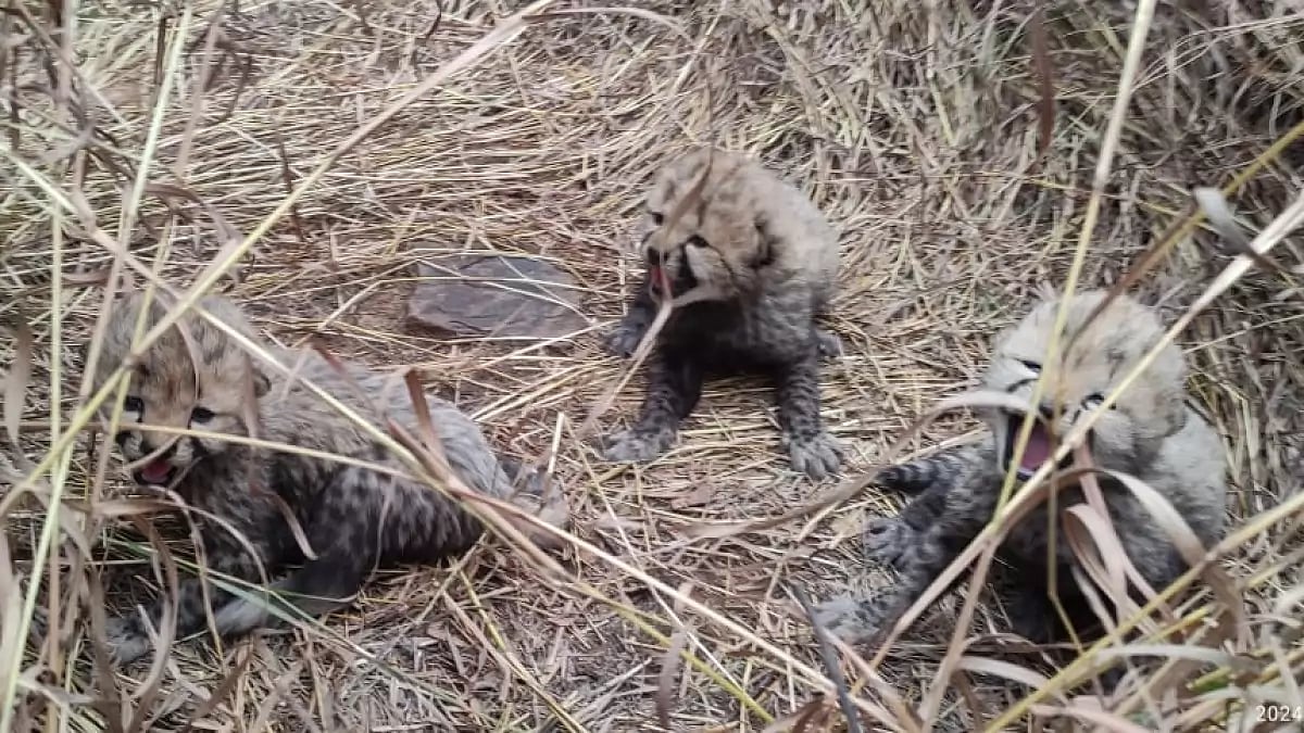 Three newborn cheetahs at Kuno National Park.
