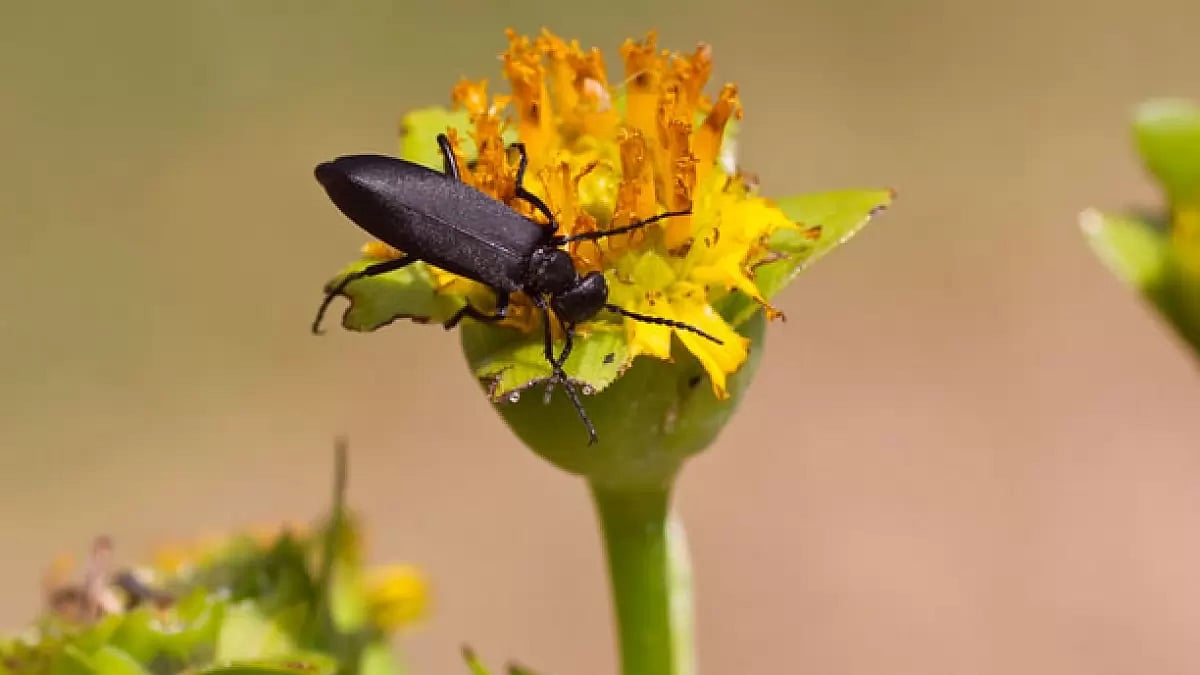 Spanish Fly Pro Is The Real And Most Powerful Aphrodisiac Of All 