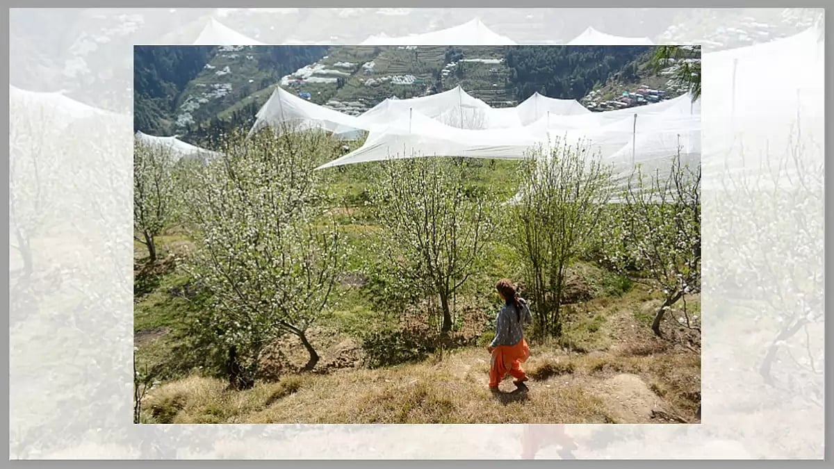 A women crossing through the blooming apple trees in Shimla, Himachal Pradesh.