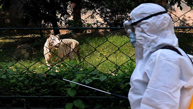Air-Coolers, Water Mists, Special Diet, Bamboo Mats For Inmates At Alipore Zoo To Beat The Heat