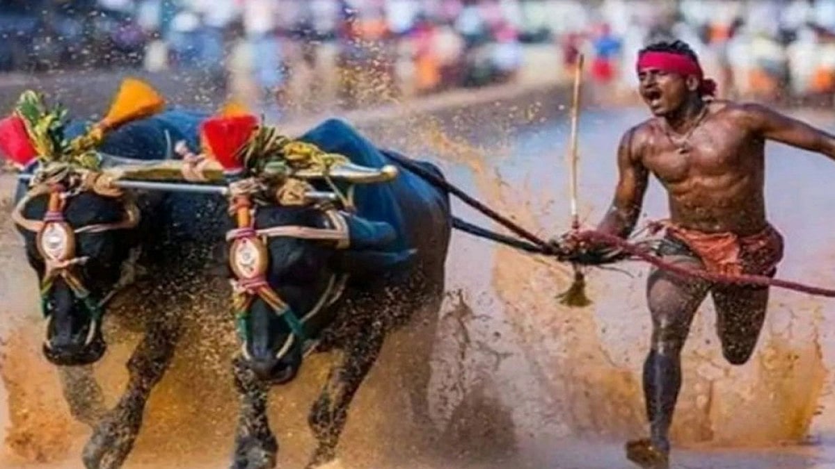 Kambala Events To Resume As Curfew Is Lifted