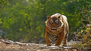 Odisha government decides to conduct an annual estimation of tigers in the state
