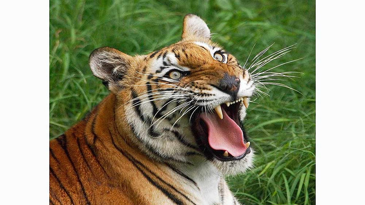 Maharashtra: 2 Held By Pench Tiger Reserve Officials For Installing Electric Fencing