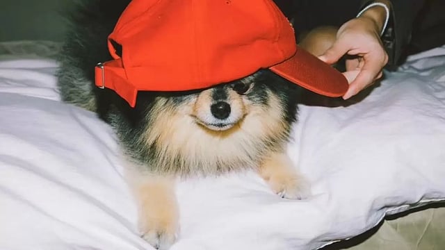 Yeontan:  All  about the 8th member of BTS