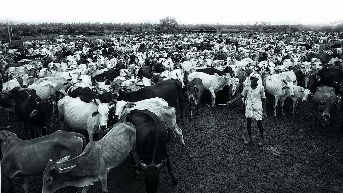 Diametrically Opposite Views Of Judiciary On Cow