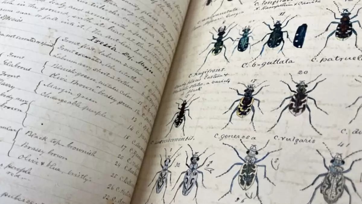 A book page illustrating spiders