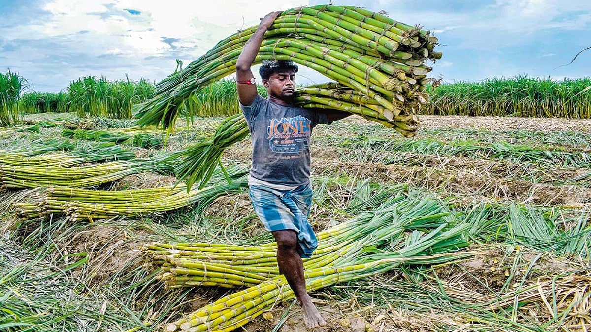 From Food-Grain Basket  To Labour Reserve