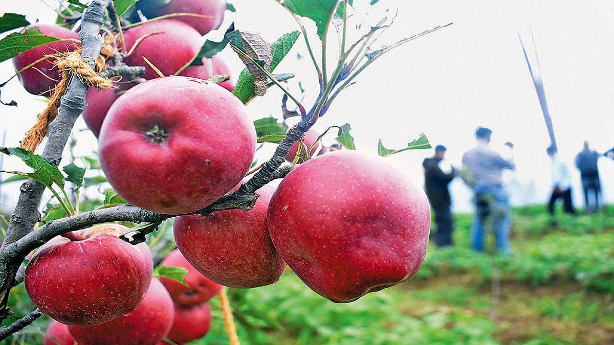 Bad Apples Spoil Himachal’s Much-Loved ‘Delicious’ Harvest