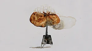 Harry And The Bihari: Return Of The Native