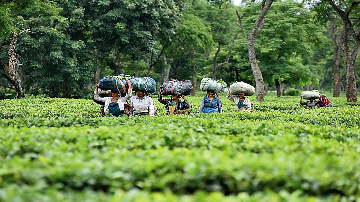 To Make Tea, Add Water