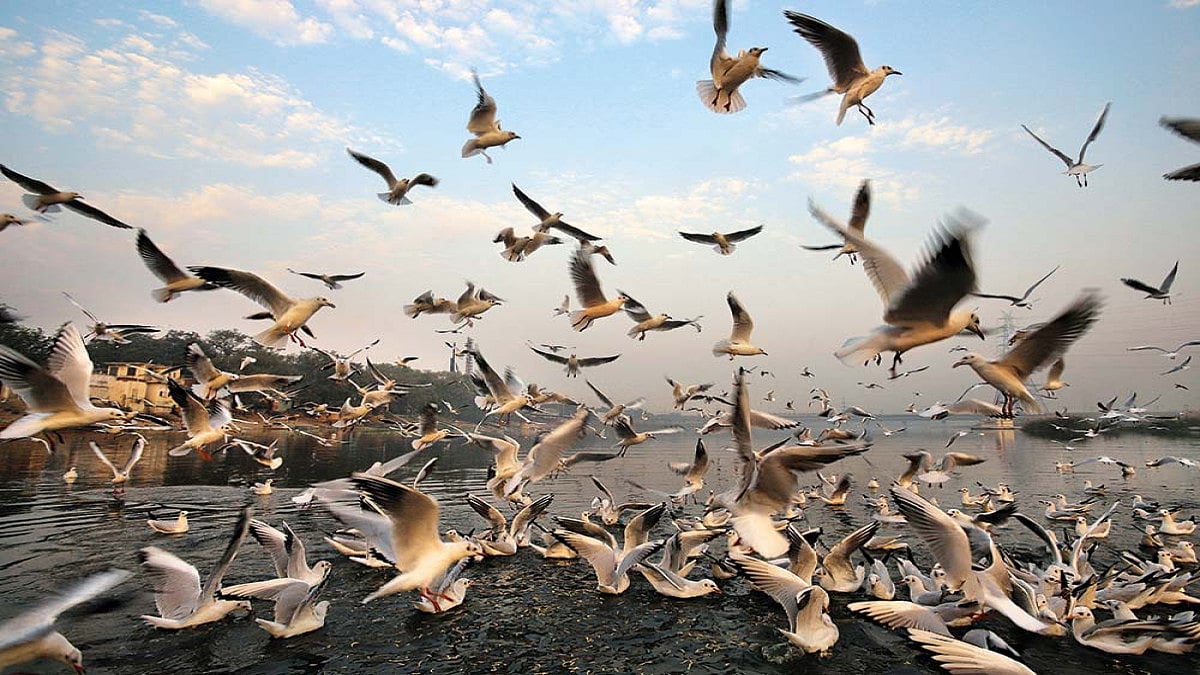 The Crow Knows Something