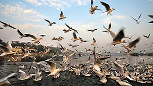 The Crow Knows Something