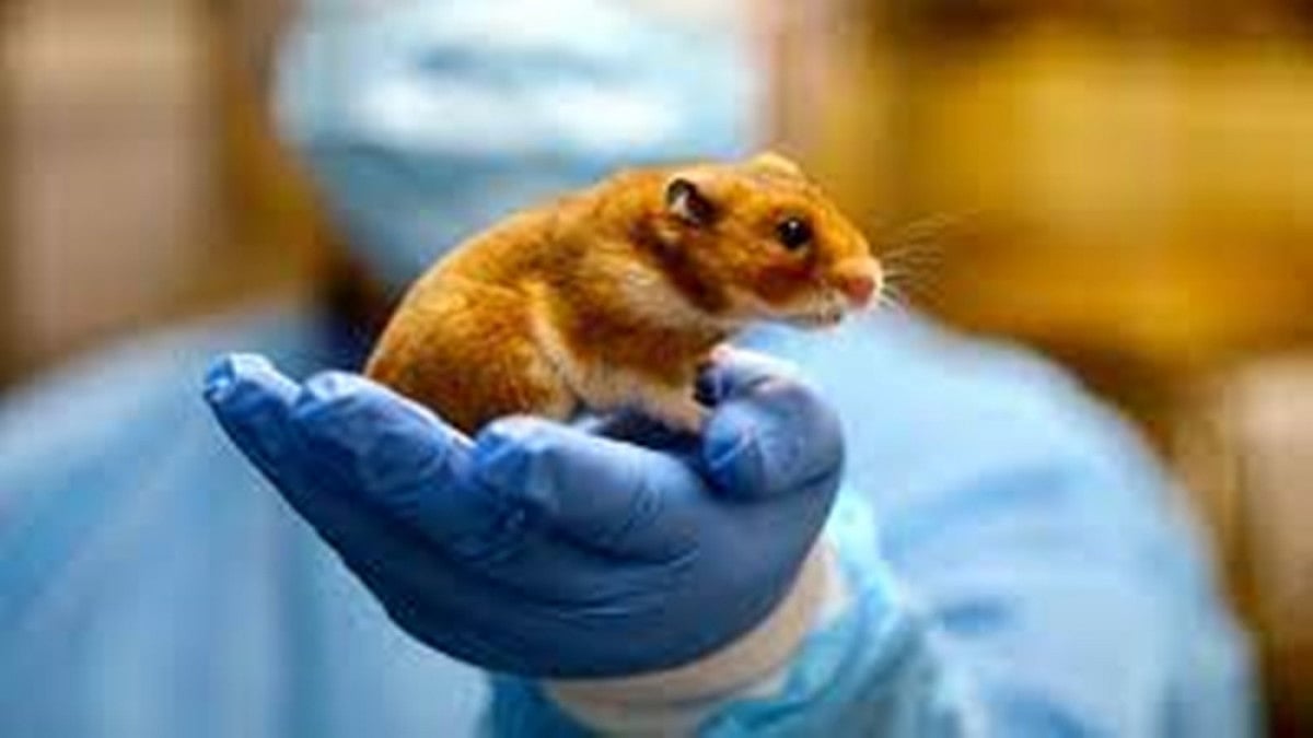 WHO Report Says Animals Likely Source Of Covid-19