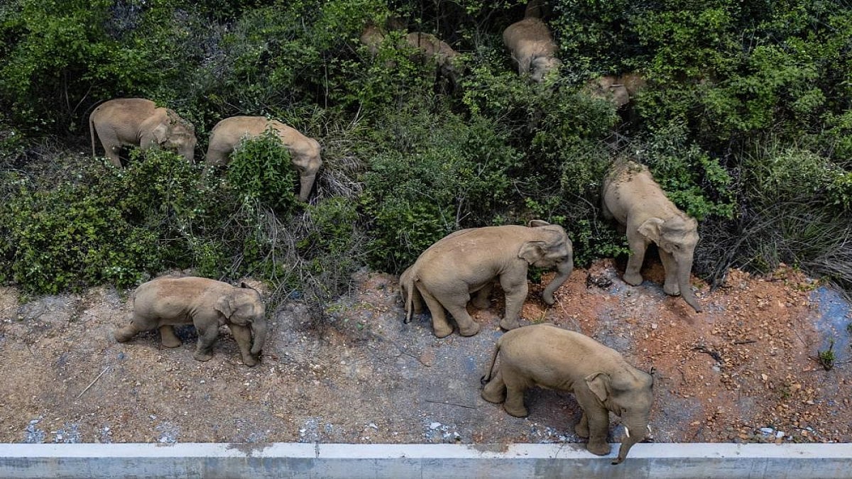 A herd of wild Asian elephants stands in Eshan county in southwestern Chinas Yunnan Province