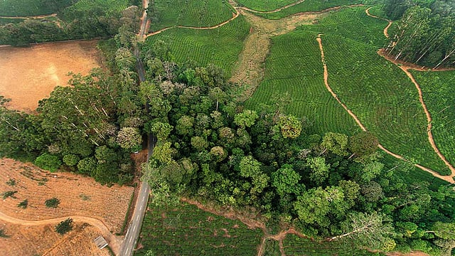 Over 3 Lakh Hectare Of Reserved Forest Land Under Encroachment: Govt