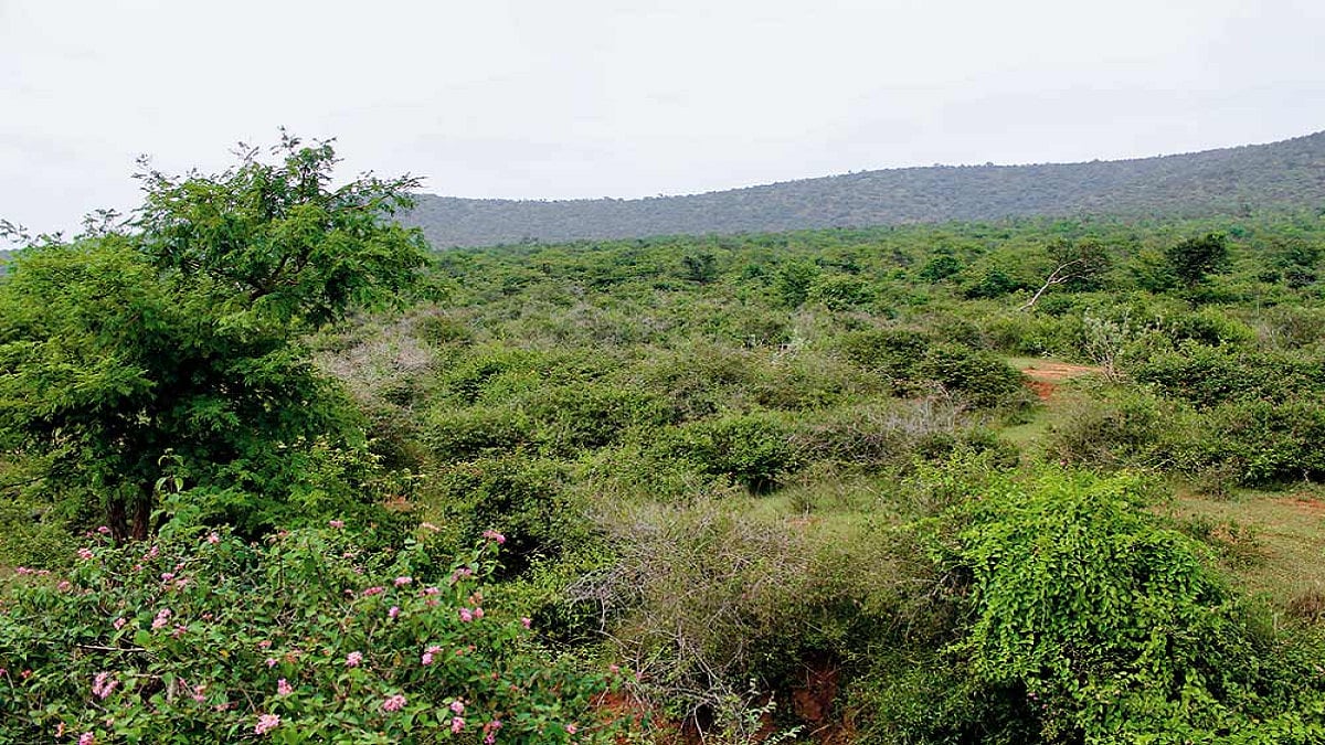 Weed Out The Brutish Colonisers