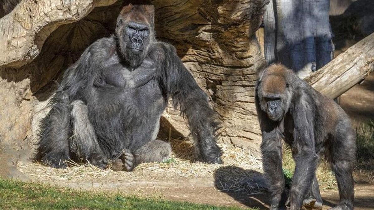 Cal HC Seeks Reports From Zoo, Police On Outsiders' Entry Over Control Of Workers' Union