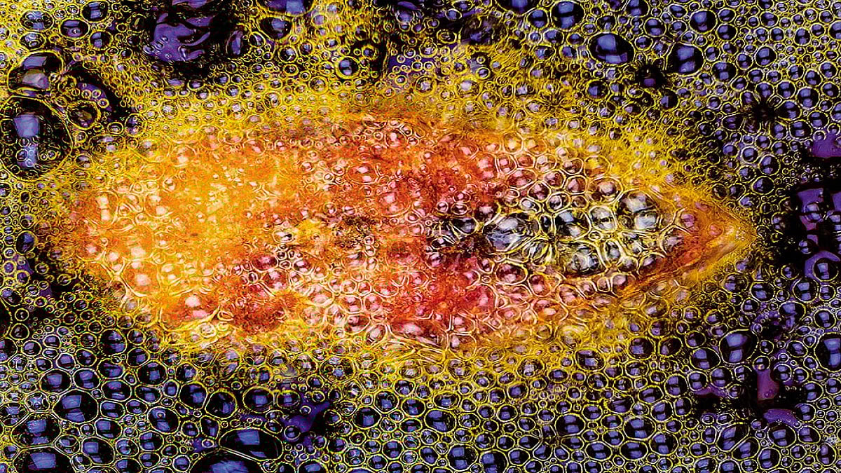 Fish Eye View: Hilsa Is Diplomacy Dipped In Mustard Sauce