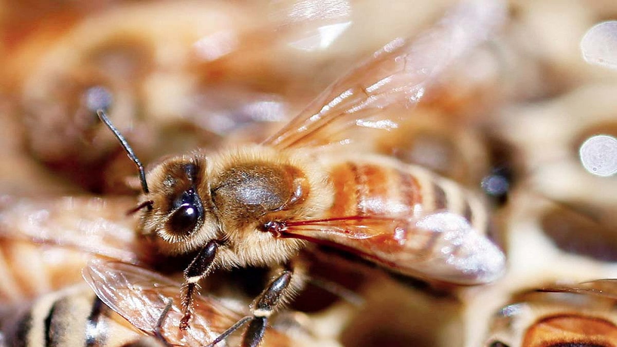 The Insect Apocalypse