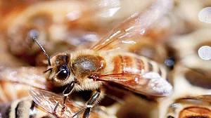 The Insect Apocalypse