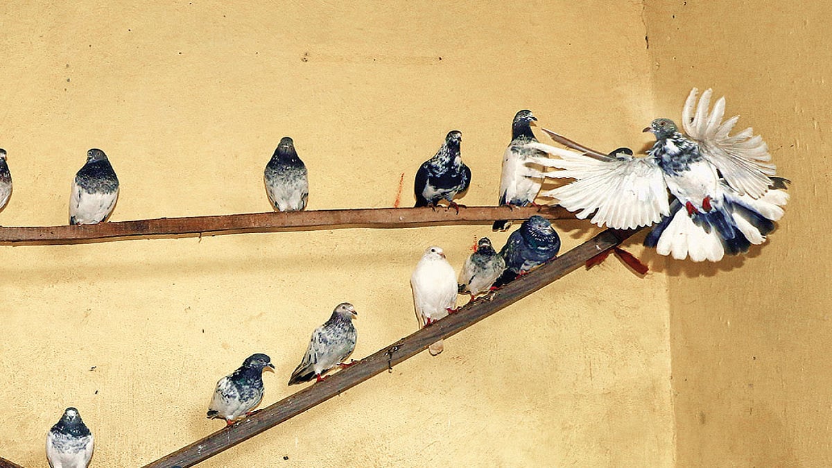 Kashmir: In The Valley, Pigeons Give Youths Wings To Embrace Peace