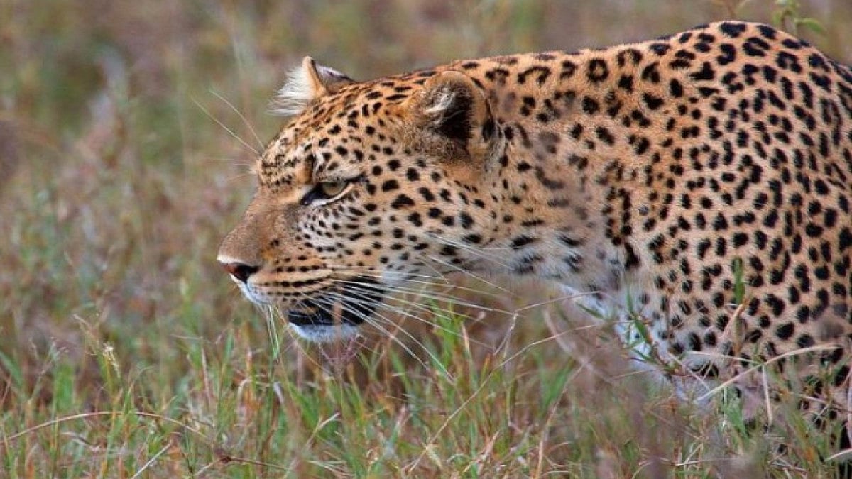 File Photo : Camera traps are being installed in Madhya Pradesh for monitoring or capturing images of wildlife or other objects in their natural environment without direct human presence |