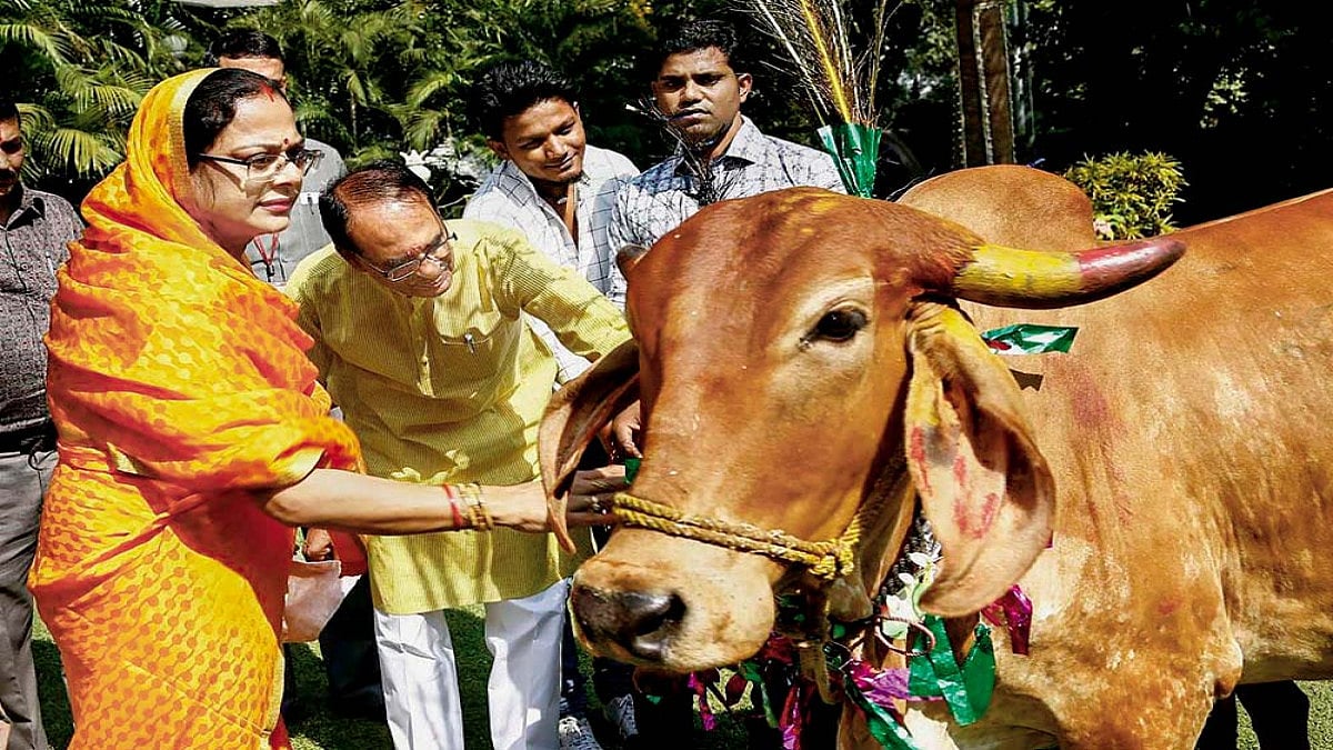 Udderly MP, A Déjà Moo