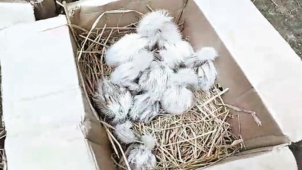 Nesting Site Turns Kill Zone