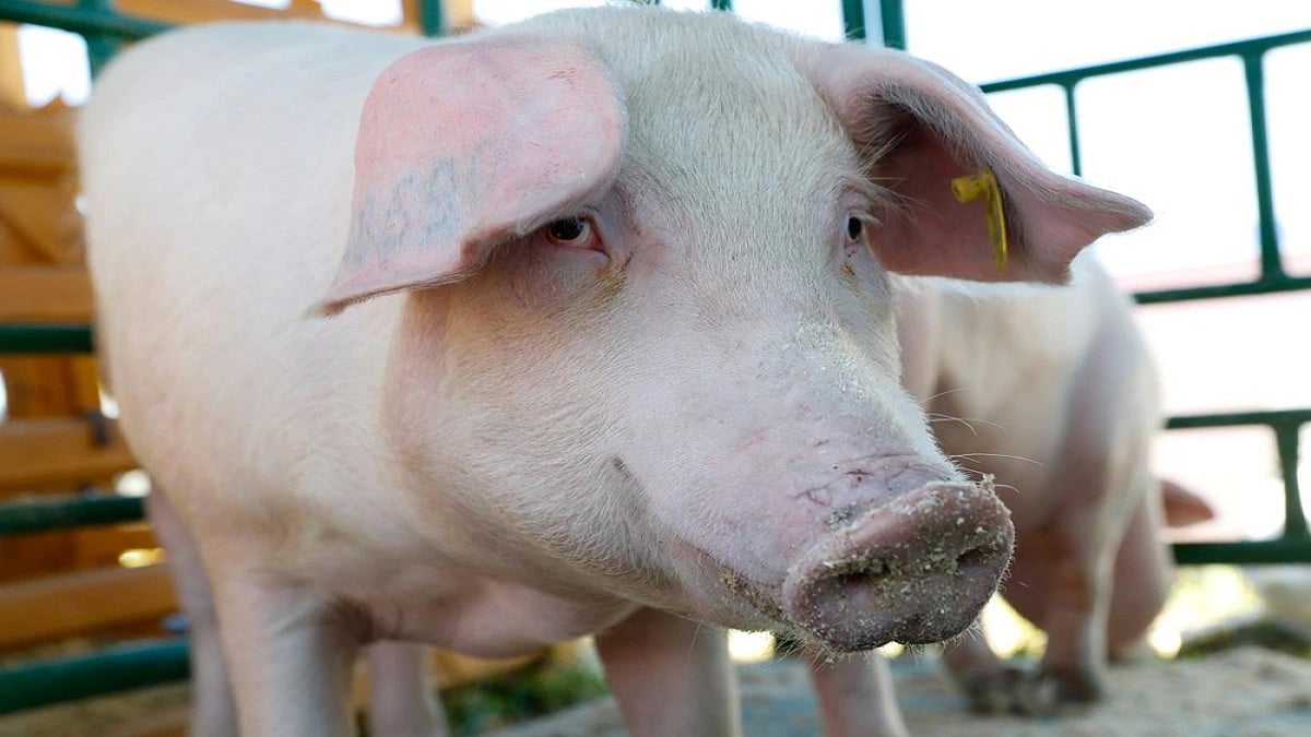 125 Pigs Dead In Mizoram, Preliminary Test Indicates African Swine Fever