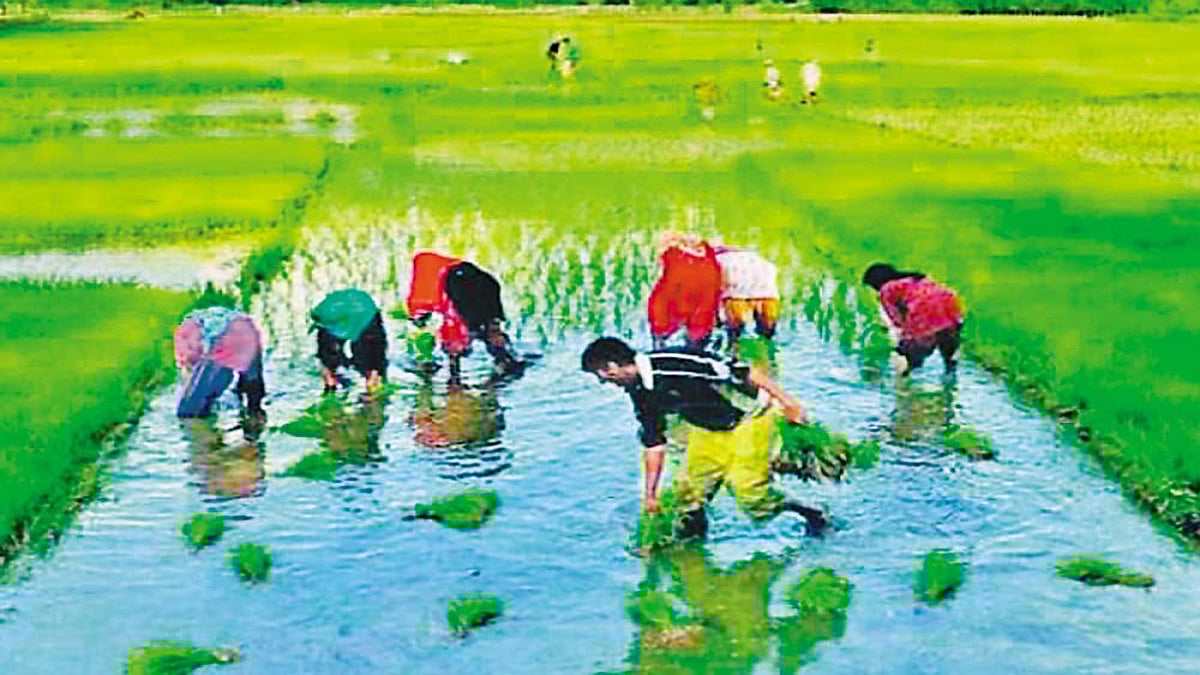 Rained Out And Dried Out In Odisha