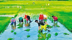Rained Out And Dried Out In Odisha