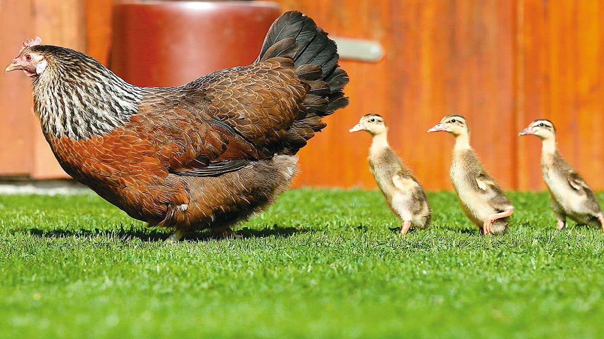 Taste The Thunder (Of Globalisation)