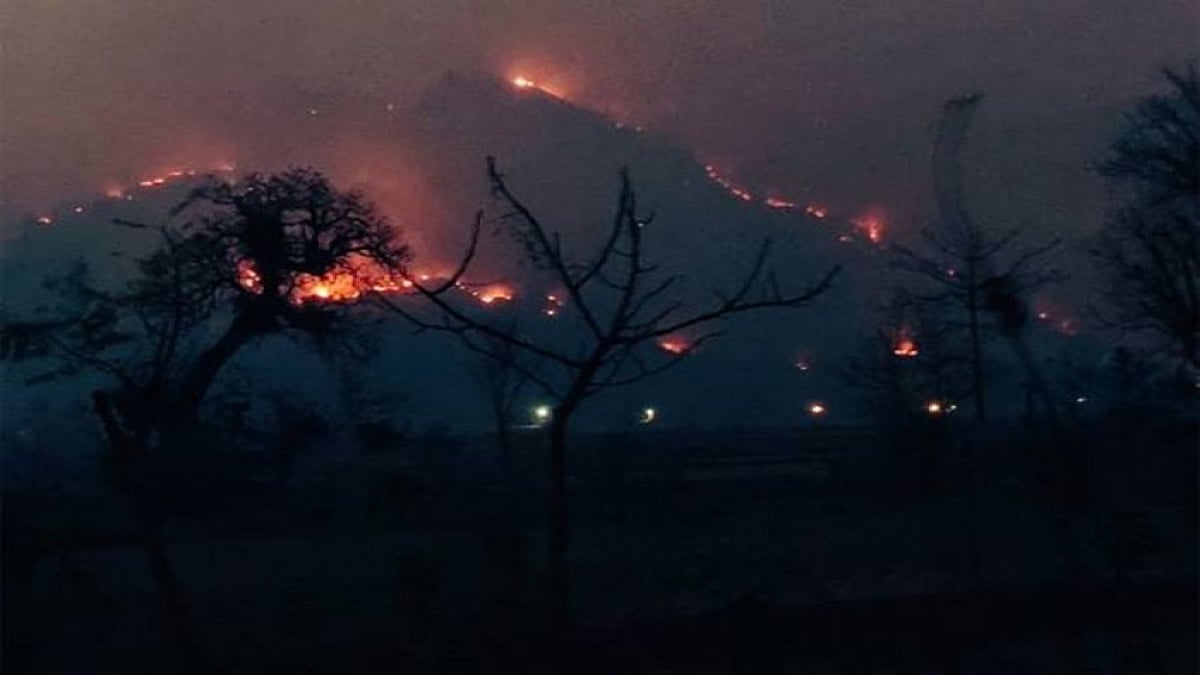 Fear Of Human-Wildlife Conflict, Poaching As Animals Fleeing Simlipal Forest Fire Left Vulnerable